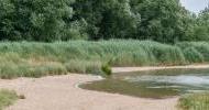 18 Reed Beds at Nore Barn Woods